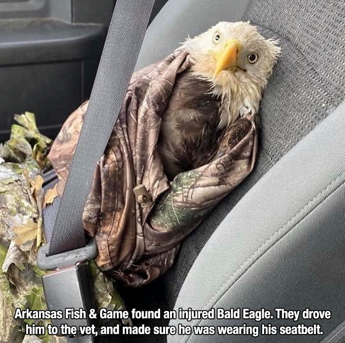 beak - Son ch Rosu Balita Air Hema Isis an Arkansas Fish & Game found an injured Bald Eagle. They drove him to the vet, and made sure he was wearing his seatbelt.