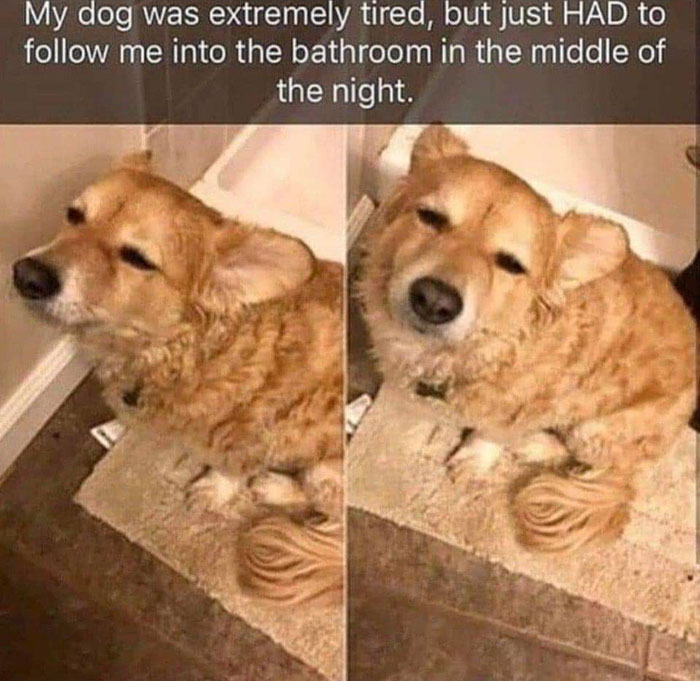 my dog was extremely tired but just had to follow me to the bathroom in the middle of the - My dog was extremely tired, but just Had to me into the bathroom in the middle of the night.