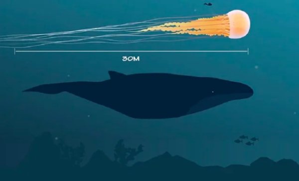 lion's mane jellyfish vs blue whale - Som