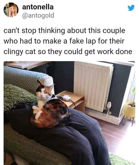 clingy cat fake lap - 09. anto antonella can't stop thinking about this couple who had to make a fake lap for their clingy cat so they could get work done