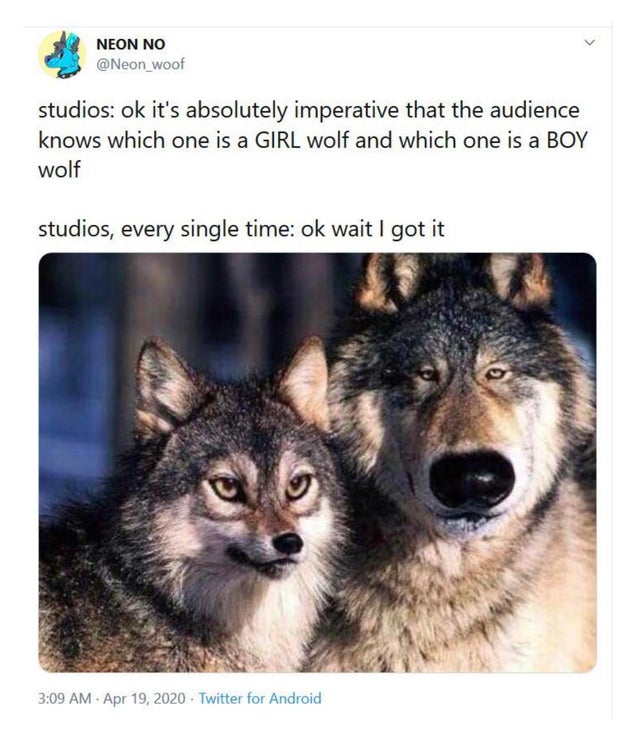 difference between male and female wolf me - Neon No studios ok it's absolutely imperative that the audience knows which one is a Girl wolf and which one is a Boy wolf studios, every single time ok wait I got it . Twitter for Android