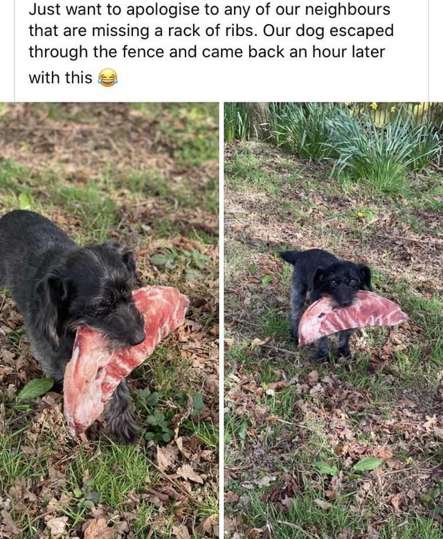 dog stealing rack of ribs - Just want to apologise to any of our neighbours that are missing a rack of ribs. Our dog escaped through the fence and came back an hour later with this