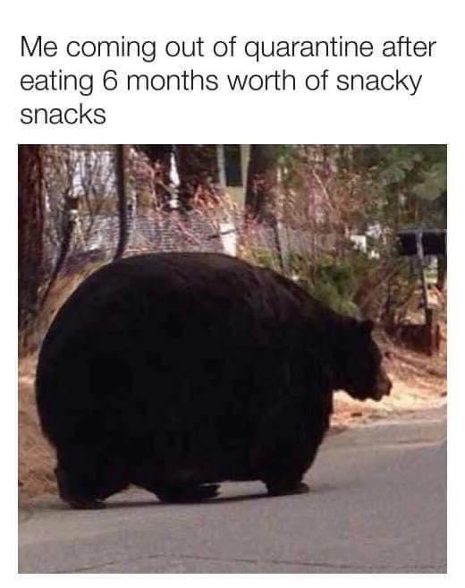 absolute unit bear - Me coming out of quarantine after eating 6 months worth of snacky snacks