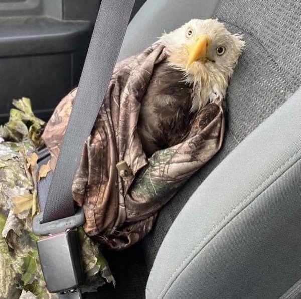 bald eagle wearing seatbelt