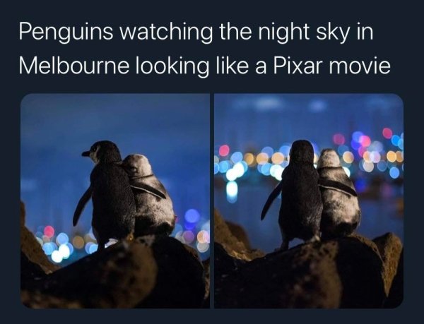 Penguins watching the night sky in Melbourne looking a Pixar movie