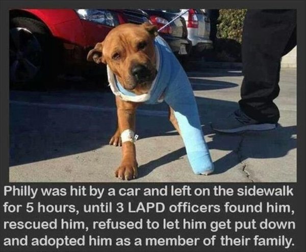 inspiring animal stories - Philly was hit by a car and left on the sidewalk for 5 hours, until 3 Lapd officers found him, rescued him, refused to let him get put down and adopted him as a member of their family.