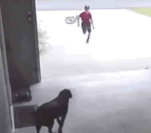 dog watching neighborhood kid run into his garage