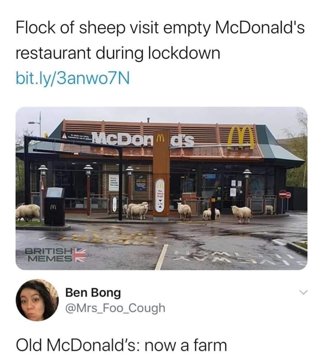 McDonald's - Flock of sheep visit empty McDonald's restaurant during lockdown bit.ly3anwo7N Mcdoa" British Memes Ben Bong Old McDonald's now a farm