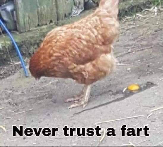 chicken meme - Never trust a fart