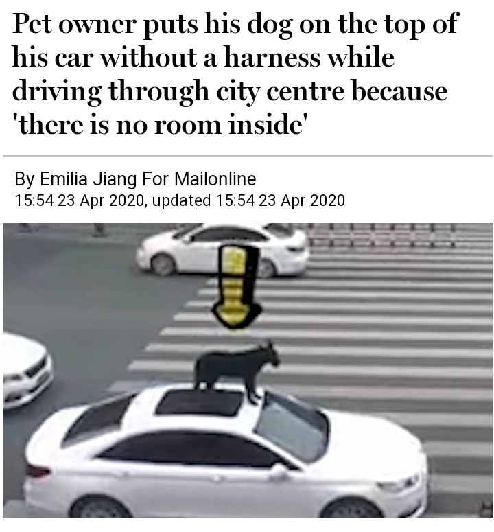 Dog - Pet owner puts his dog on the top of his car without a harness while driving through city centre because 'there is no room inside' By Emilia Jiang For Mailonline , updated