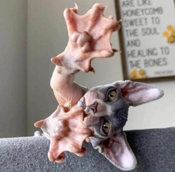 hairless cat paws - Are Ure Honeycome Tsweet To The Soul. And Healing To The Bones