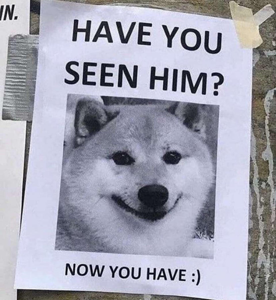 yos doggo memes - Have You Seen Him? Now You Have