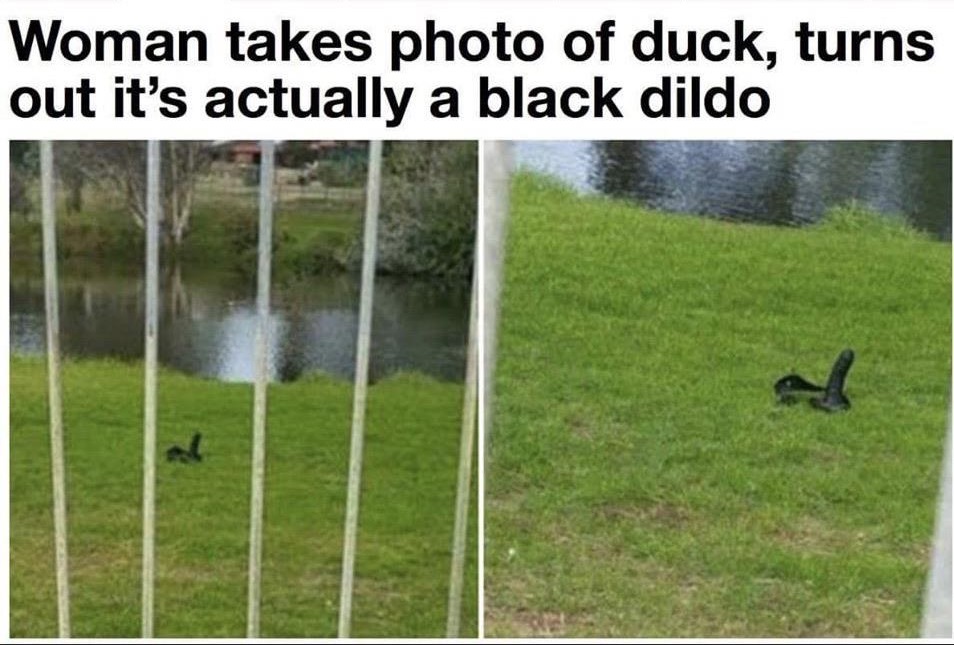 woman takes photo of duck turns out - Woman takes photo of duck, turns out it's actually a black dildo