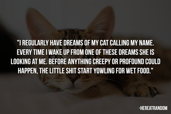 photo caption - "I Regularly Have Dreams Of My Cat Calling My Name. Every Time I Wake Up From One Of These Dreams She Is Looking At Me. Before Anything Creepy Or Profound Could Happen. The Little Shit Start Yowling For Wet Food." Hereatrandom