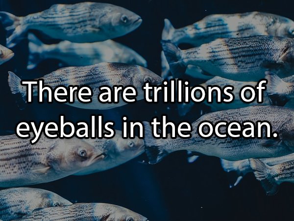 There are trillions of eyeballs in the ocean.