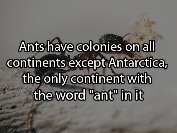 just in no one gives - Ants have colonies on all continents except Antarctica, the only continent with the word "ant" in it