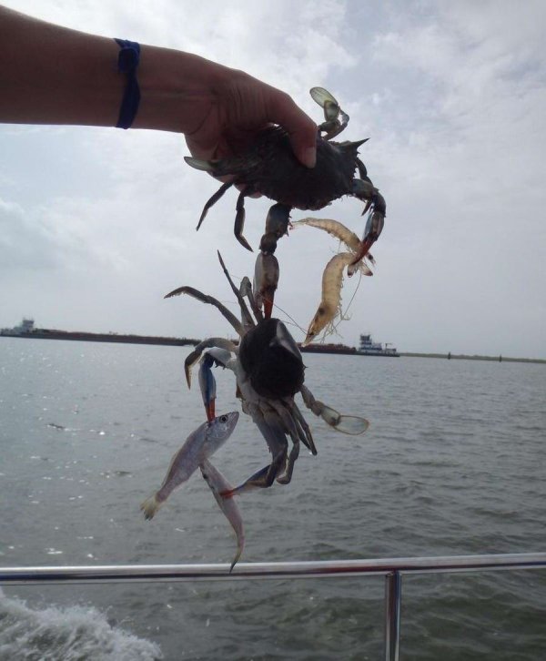 man holding a crab holding a crab holding a fish