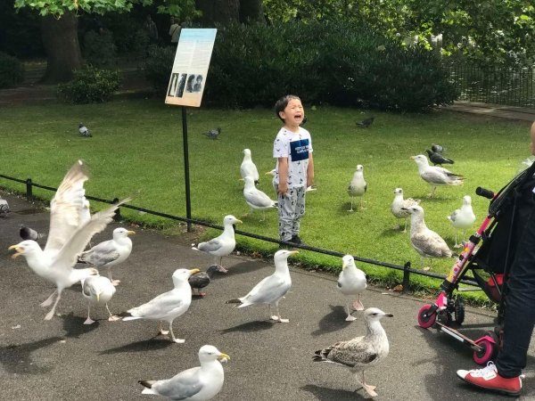 seagulls surrounding crying kid