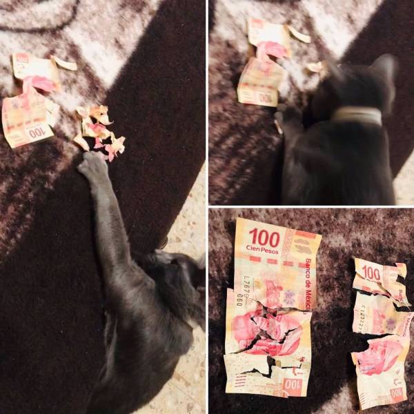 cat claws up dollar bills and destroys them while trying to play