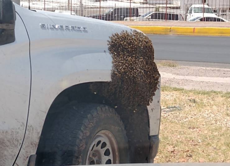 front of car truck covered in bees