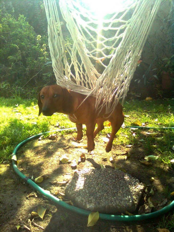 dog stuck in hammock netting