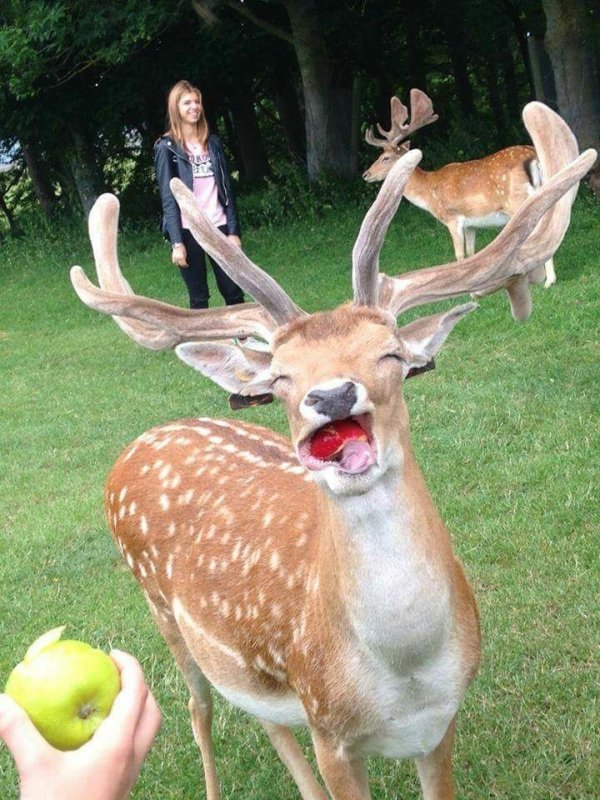 deer eating apples