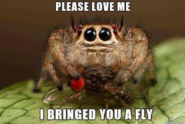 jumping spiders - Please Love Me I Bringed You A Fly made on our
