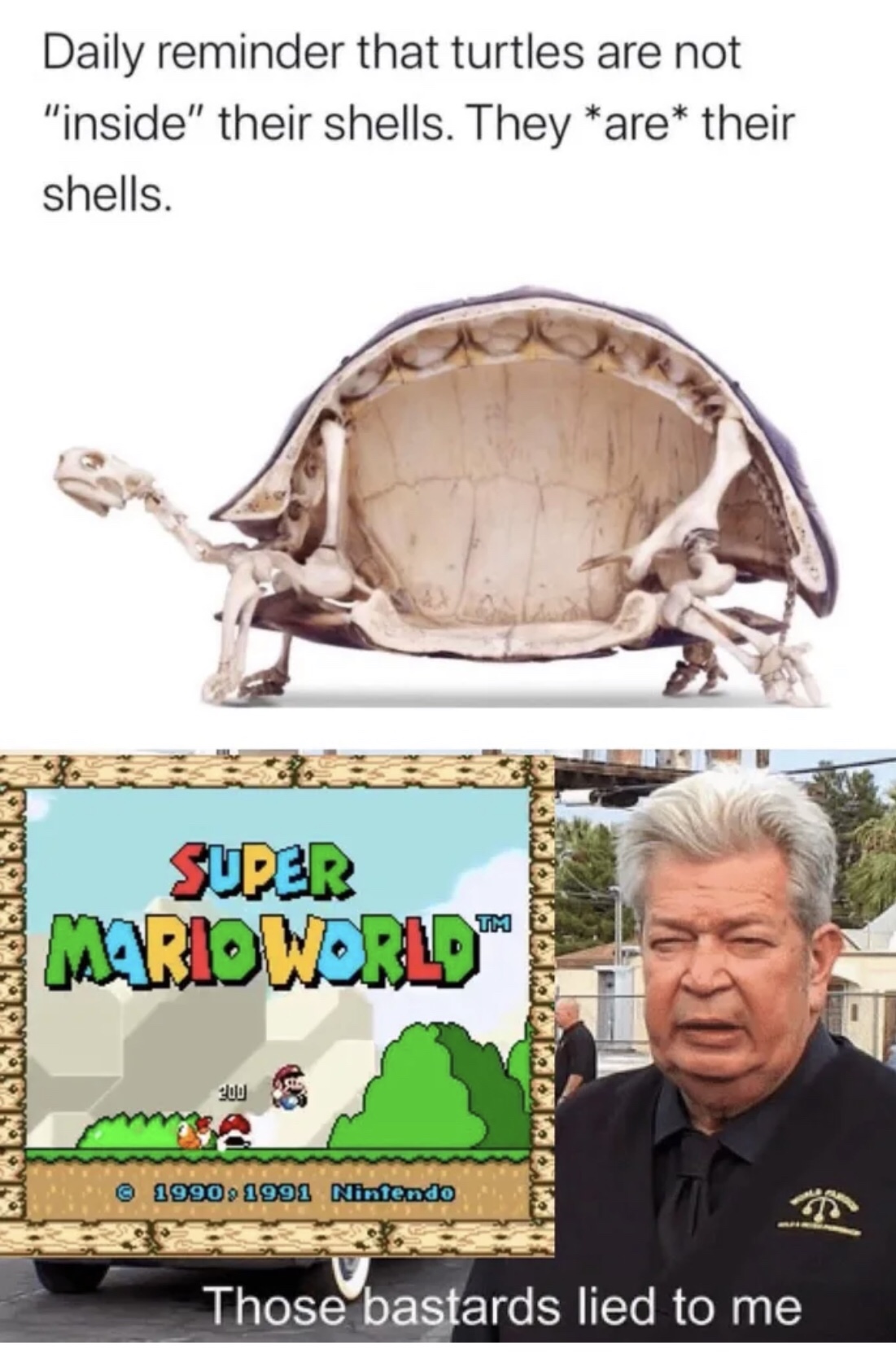 tortoise anatomy - Daily reminder that turtles are not "inside" their shells. They are their shells. D Super Mario World Tm 200 etaliata 1. 19901991 Nintendo Those bastards lied to me