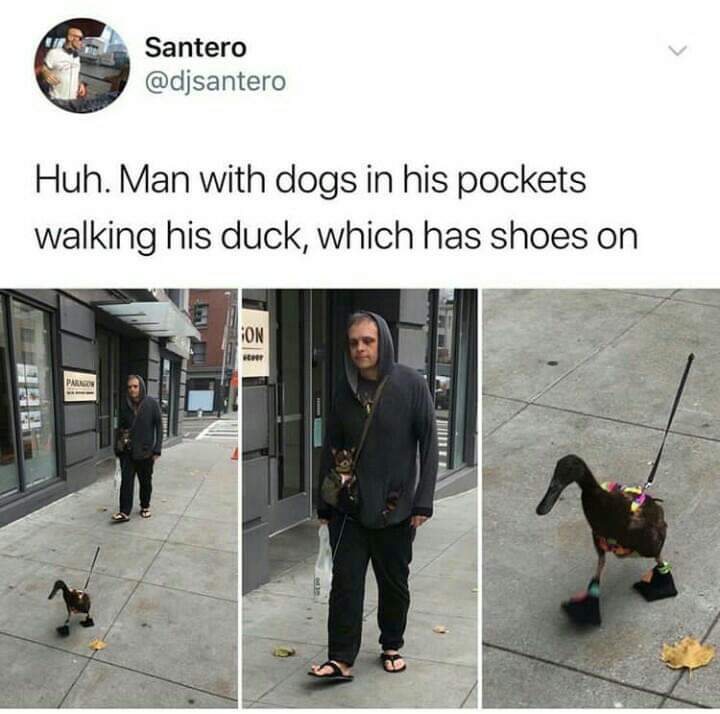 man walking a duck with dogs in his pockets - Santero Huh. Man with dogs in his pockets walking his duck, which has shoes on On Pneus