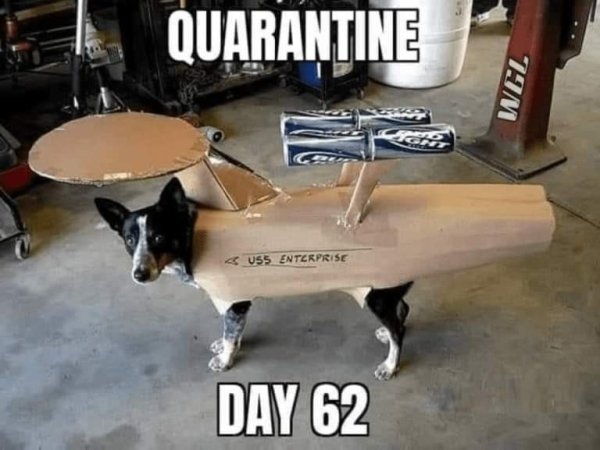 enterprise dog - Quarantine Wgl 5 055 Enterprise Day 62