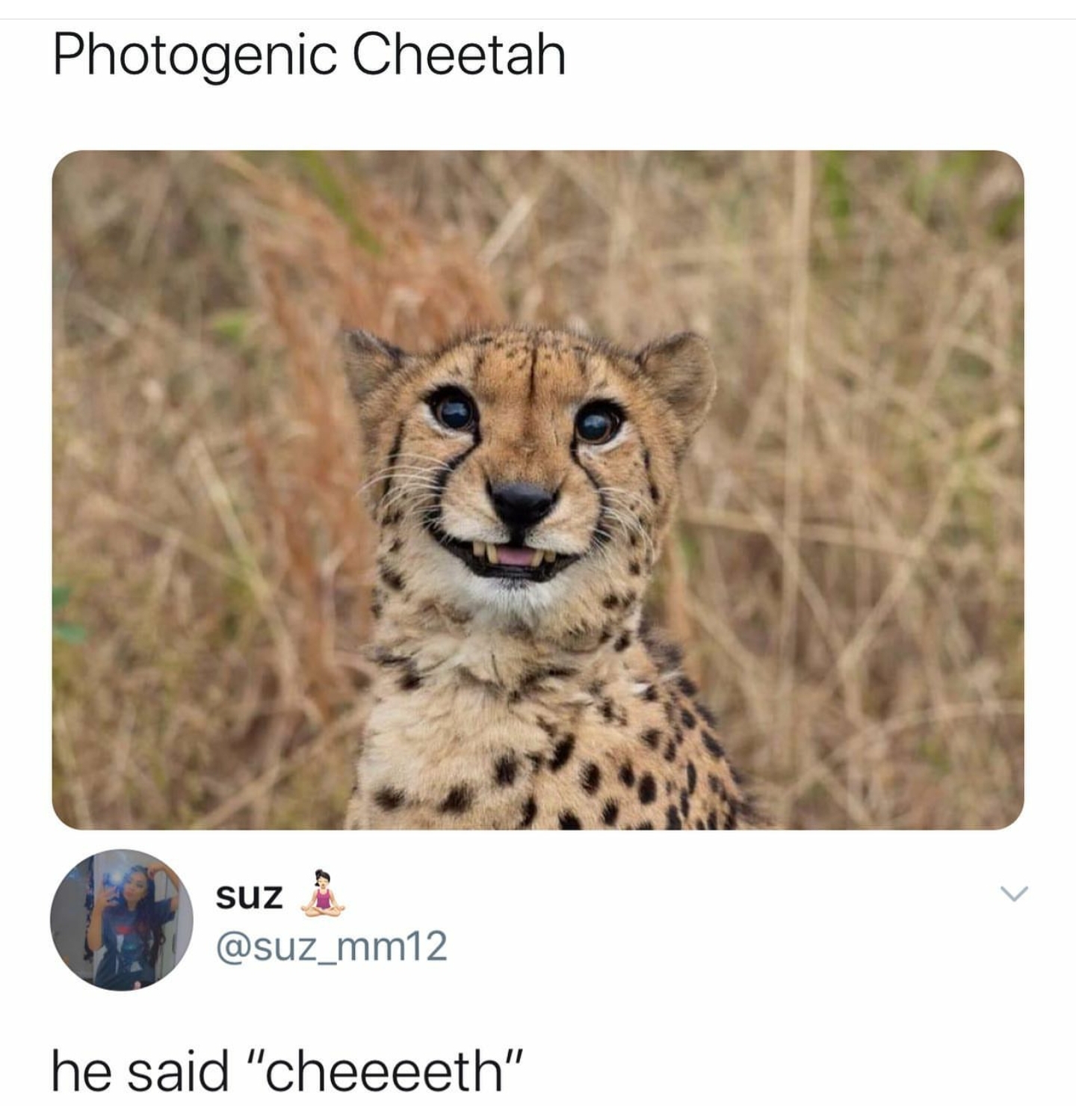 Photogenic Cheetah suz he said