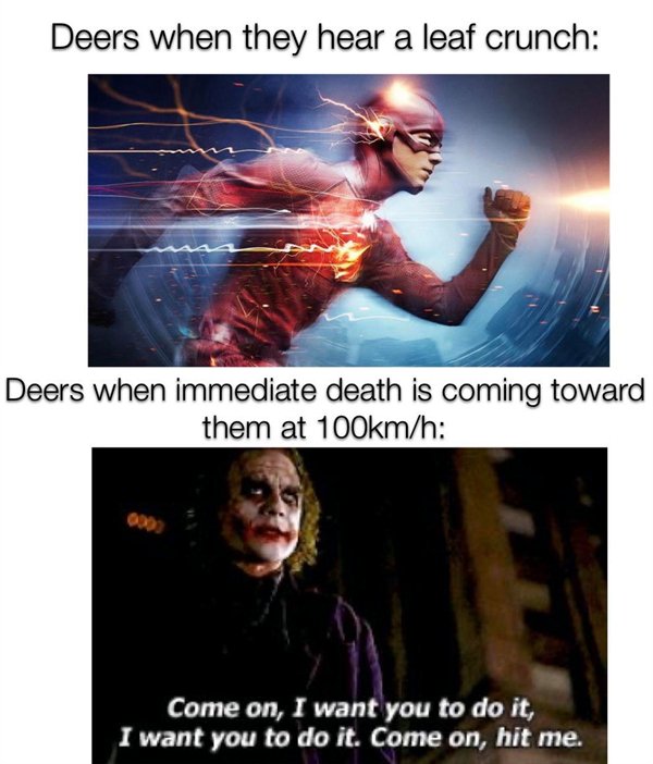 barry allen jesus meme - Deers when they hear a leaf crunch Deers when immediate death is coming toward them at mh Come on, I want you to do it, I want you to do it. Come on, hit me.