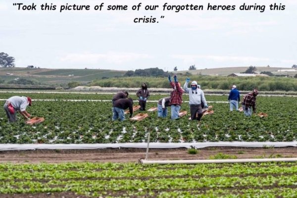 people picking fruit in a field - took this picture of some of our forgotten heroes during this crisis