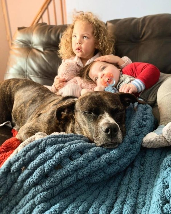 dog snuggling with kids on the couch