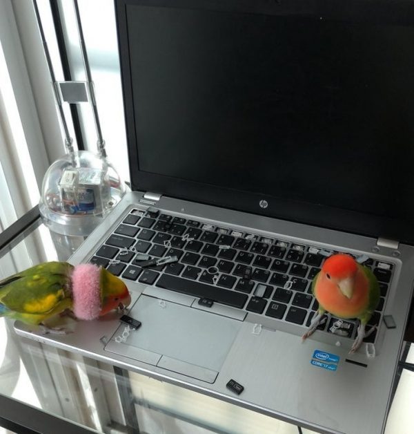 birds broke computer keyboard