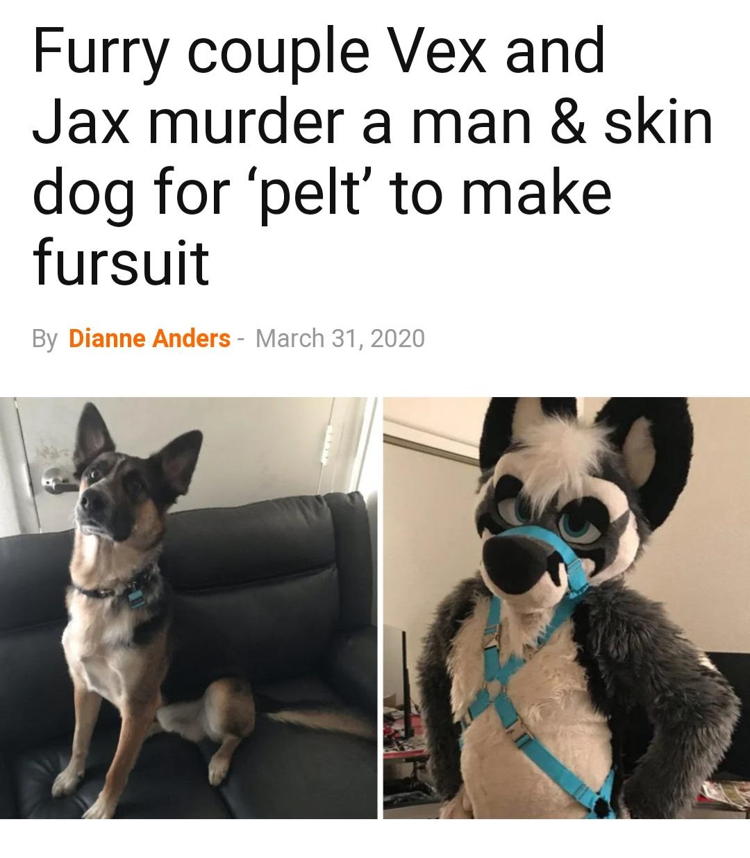 furry skins dog - Furry couple Vex and Jax murder a man & skin dog for 'pelt' to make fursuit By Dianne Anders