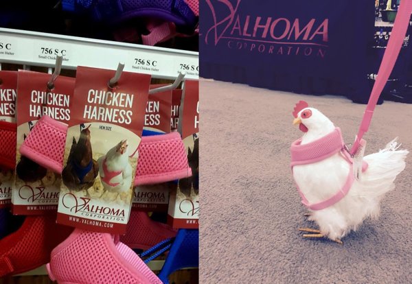 756 $ Doporation 7565C 756 S Ken Chicken Chicken Es Harness Harness Sifathe Calhoma Revatromet Ato