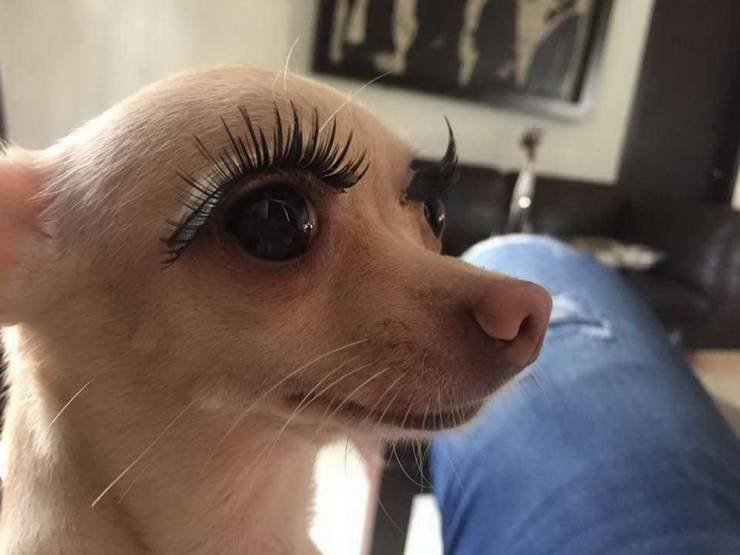 chihuahua eyelashes
