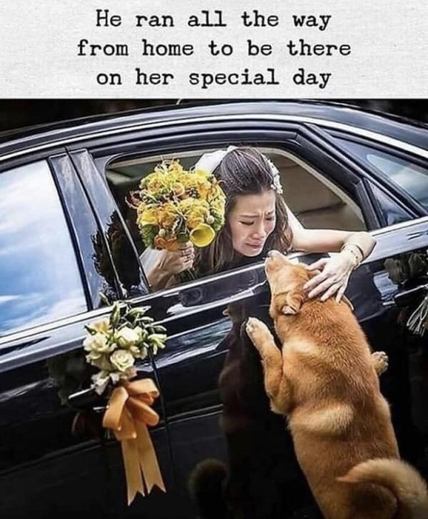 dog saying goodbye to bride - He ran all the way from home to be there on her special day
