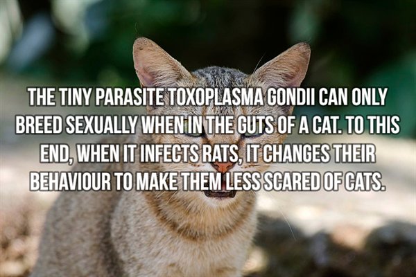 photo caption - The Tiny Parasite Toxoplasma Gondii Can Only Breed Sexually When In The Guts Of A Cat. To This End, When It Infects Rats, It Changes Their Behaviour To Make Them Less Scared Of Cats.