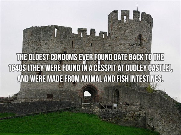 dudley castle - The Oldest Condoms Ever Found Date Back To The 1640S They Were Found In A Cesspit At Dudley Castle, And Were Made From Animal And Fish Intestines