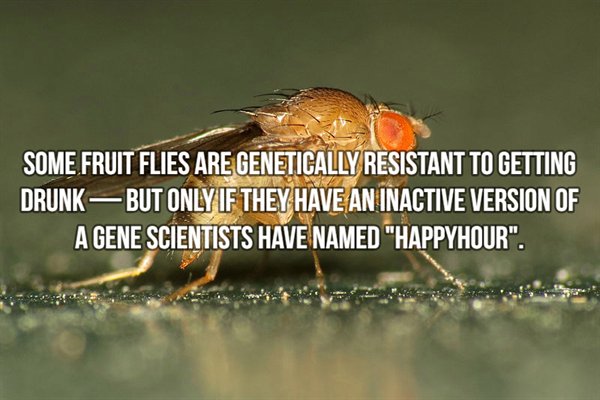 Some Fruit Flies Are Genetically Resistant To Getting Drunk But Only If They Have An Inactive Version Of A Gene Scientists Have Named "Happyhour".