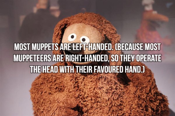 photo caption - Oo Most Muppets Are LeftHanded. Because Most Muppeteers Are RightHanded, So They Operate The Head With Their Favoured Hand.