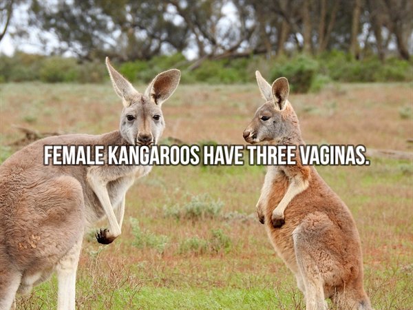 australia kangaroo - Female Kangaroos Have Three Vaginas.