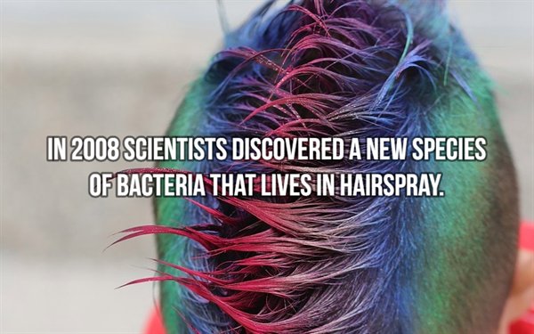 In 2008 Scientists Discovered A New Species Of Bacteria That Lives In Hairspray.