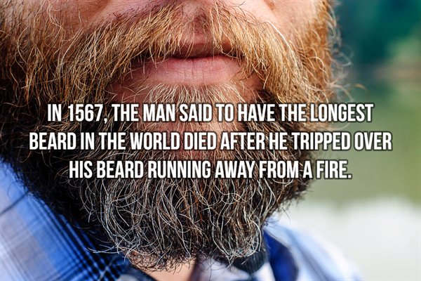 hairy beards - In 1567. The Man Said To Have The Longest Beard In The World Died After He Tripped Over His Beard Running Away From A Fire.