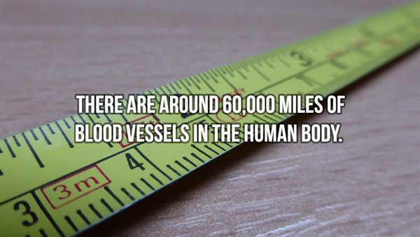 physical ditancing - There Are Around 60,000 Miles Of Blood Vessels In The Human Body. 3|3m 4 Ilmu