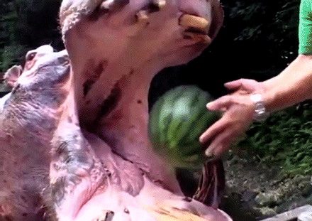 hippo watermelon