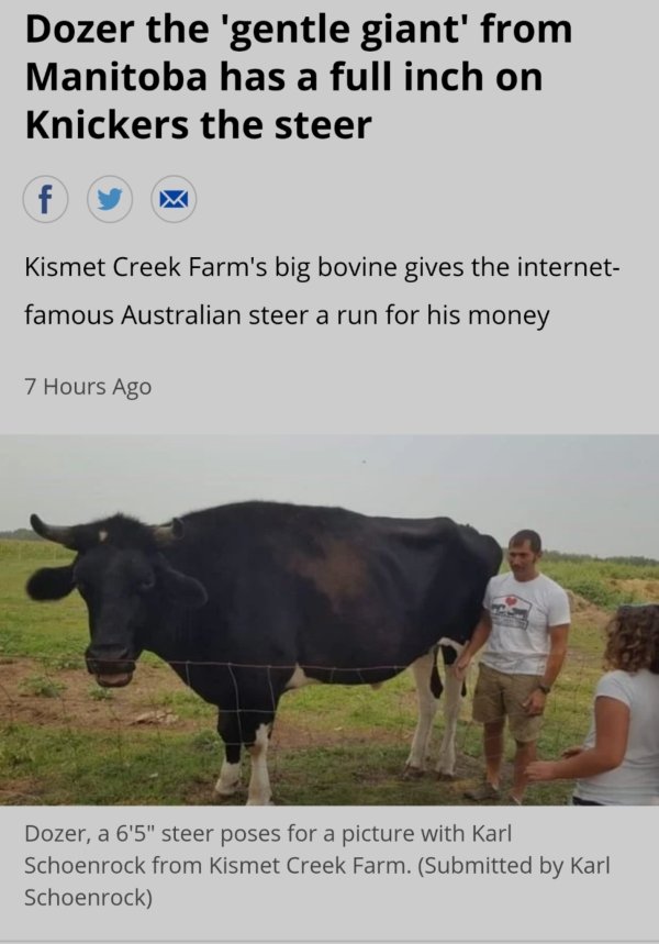 dozer steinbach - Dozer the 'gentle giant' from Manitoba has a full inch on Knickers the steer fy Kismet Creek Farm's big bovine gives the internet famous Australian steer a run for his money 7 Hours Ago Dozer, a 6'5" steer poses for a picture with Karl S