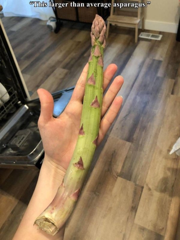 leg - This larger than average asparagus.